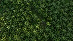 Arecales Prints: Aerial view of an Oil palm (Genus Elaeis) plantation