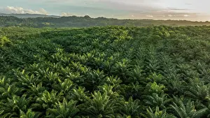Arecales Prints: Aerial view of an Oil palm (Genus Elaeis) plantation