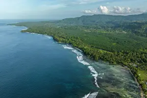 Arecales Prints: Aerial view of an Oil palm (Genus Elaeis) plantation stretching directly to the coast