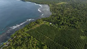 Arecales Prints: Aerial view of an Oil palm (Genus Elaeis) plantation stretching directly to the coast