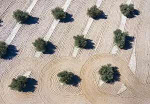 Aerial view of olive field which has been plowed, Toledo, Castilla-La Mancha, Spain