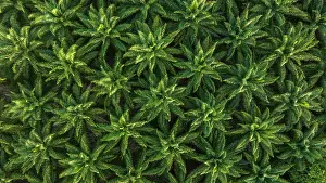 Arecales Prints: Aerial view of a Palm oil (Genus Elaeis) plantation