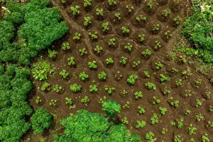 Legume Prints: Aerial view of Peanut (Arachis hypogaea) plants on a farm near the Koarare Community