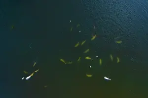 Aerial View Prints: Aerial view of pod of Beluga whales (Delphinapterus leucas) hunting Capelin