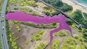 Hawaii Islands Prints: Aerial view of pond turned pink due to halobacteria