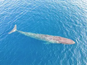 Balaenoptera Sulfurous Prints: Aerial view of Pygmy blue whale (Balaenoptera musculus brevicauda) gliding below the surface