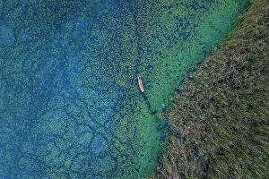 Myrtales Prints: Aerial view of Red deer (Cervus elaphus) walking through pond with Water caltrop (Trapa natans) and blue bacteria