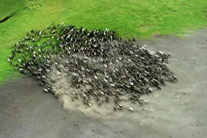 2018 September Highlights Collection: Aerial view of Reindeer (Rangifer tarandus) fording water whilst being herded by Nenet herders