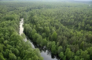 Images Dated 11th June 2008: Aerial view of river flowing through forest, Kemeri National Park, Latvia, June 2009