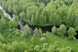 Baltic Prints: Aerial view of river, Kemeri National Park, Latvia, June 2009