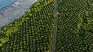 Arecales Prints: Aerial view of a road cutting through an Oil palm (Genus Elaeis) plantation
