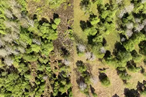 Fagales Prints: Aerial view showing the contrast between ungrazed (left) and sheep grazed Aspen (Populus tremula)