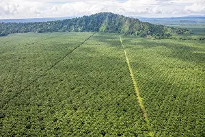 Lilianae Prints: Aerial view showing huge Oil palm (Elaeis sp)