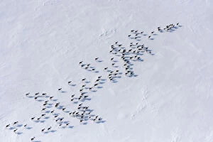 Aerial view of Siberian tundra reindeer (Rangifer tarandus sibiricus) Putoransky