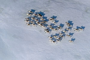 Sergey Gorshkov Gallery: Aerial view of Siberian tundra reindeer (Rangifer tarandus sibiricus) Putoransky