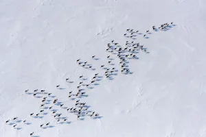 Reindeer Prints: Aerial view of Siberian tundra reindeer (Rangifer tarandus sibiricus) Putoransky