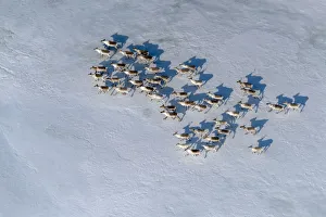 Reindeer Prints: Aerial view of Siberian tundra reindeer (Rangifer tarandus sibiricus) Putoransky