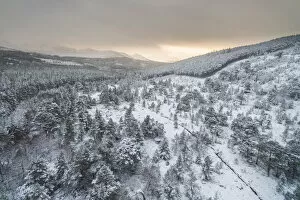 Aerial view of snow covered natural forest at the edge of plantation forest, Ryvoan Pass, Glenmore, Highlands, Scotland