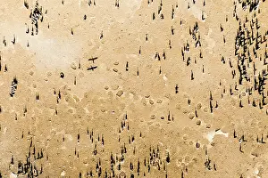 Middle East Prints: Aerial view of Socotra cormorants (Phalacrocorax nigrogularis) breeding colony