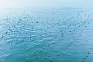 Middle East Prints: Aerial view of Socotra cormorants (Phalacrocorax nigrogularis) colony in flight over the sea