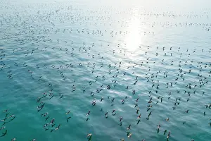 Middle East Prints: Aerial view of Socotra cormorants (Phalacrocorax nigrogularis) colony in flight over the sea