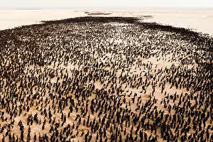 Middle East Prints: Aerial view of Socotra cormorants (Phalacrocorax nigrogularis) colony at sunrise