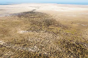 Middle East Prints: Aerial view of Socotra cormorants (Phalacrocorax nigrogularis) colony at sunrise