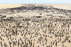 Middle East Prints: Aerial view of Socotra cormorants (Phalacrocorax nigrogularis) colony at sunrise