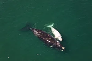 Whales Collection: Aerial view of Southern right whale (Eubalaena australis / Balaena glacialis australis) mother