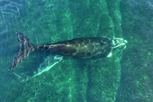 Argentina Prints: Aerial view of Southern right whale (Eubalaena australis) female