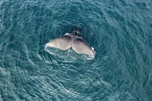 Argentina Prints: Aerial view of Southern right whale (Eubalaena australis) raising its fluke to dive