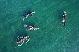 Aerial View Prints: Aerial view of Southern right whales (Eubalaena australis)