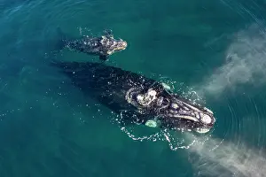 Argentina Prints: Aerial view of Southern right whales (Eubalaena australis) female and calf surfacing