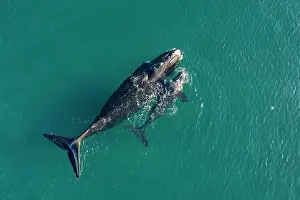 Aerial View Prints: Aerial view of Southern right whales (Eubalaena australis) female and calf swimming together at surface