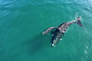 Aerial View Prints: Aerial view of Southern right whales (Eubalaena australis) female and calf swimming together at surface