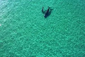Aerial View Prints: Aerial view of Southern right whales (Eubalaena australis) female and calf swimming together