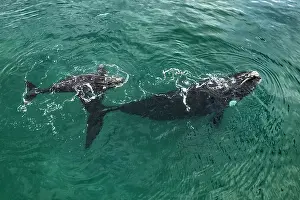 Argentina Prints: Aerial view of Southern right whales (Eubalaena australis) female with calf swimming together at water surface