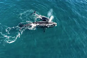 Aerial View Prints: Aerial view of Southern right whales (Eubalaena australis) female and calf swimming together at water surface