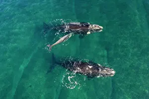 Aerial View Prints: Aerial view of Southern right whales (Eubalaena australis) female with small calf and escort