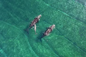 Aerial View Prints: Aerial view of Southern right whales (Eubalaena australis) female with small calf and escort