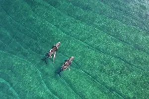 Aerial View Prints: Aerial view of Southern right whales (Eubalaena australis) female with small calf and escort