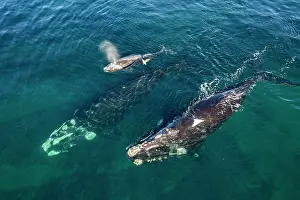 Aerial View Prints: Aerial view of Southern right whales (Eubalaena australis) female with small calf and escort