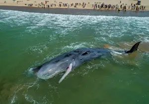 Portugal Prints: Aerial view of Sperm whale (Physeter macrocephalus) male