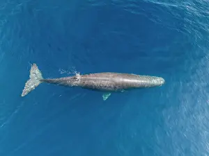 Democratic Republic Of Timor Leste Prints: Aerial view of Sperm whale (Physeter macrocephalus) swimming at ocean surface