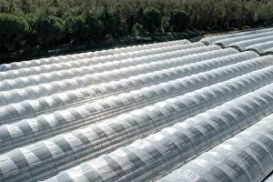 Fruit Prints: Aerial view of strawberry farms stealing water from Donana wetlands