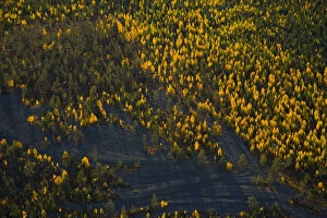 Aerial view of taiga woodland in autumn, Laponia / Lappland, Finland