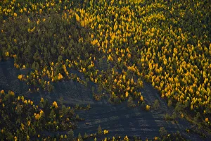 Images Dated 6th March 2009: Aerial view of taiga woodland in autumn, Laponia / Lappland, Finland