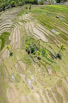 Democratic Republic Of Timor Leste Prints: Aerial view of terraced fields, Democratic Republic of Timor-Leste. November, 2023