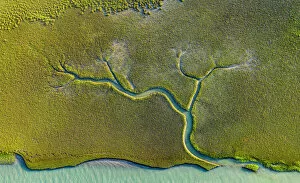 United States Of America Gallery: Aerial view of tidal channels in marshland, with tree like appearance