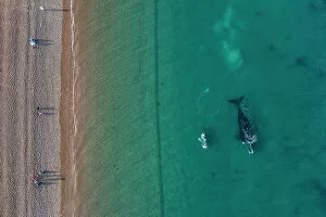 Best of 2022 Gallery: Aerial view of tourists watching Southern right whales (Eubalaena australis) from the coast